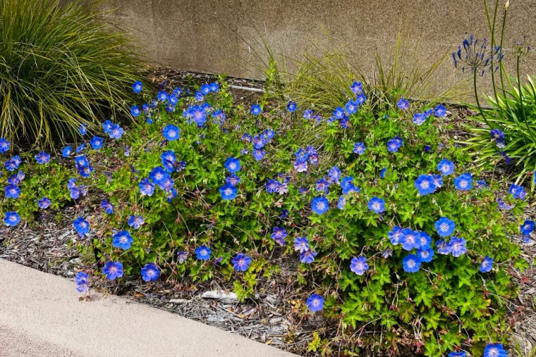 geranium rozanne kombinieren beispiele partner