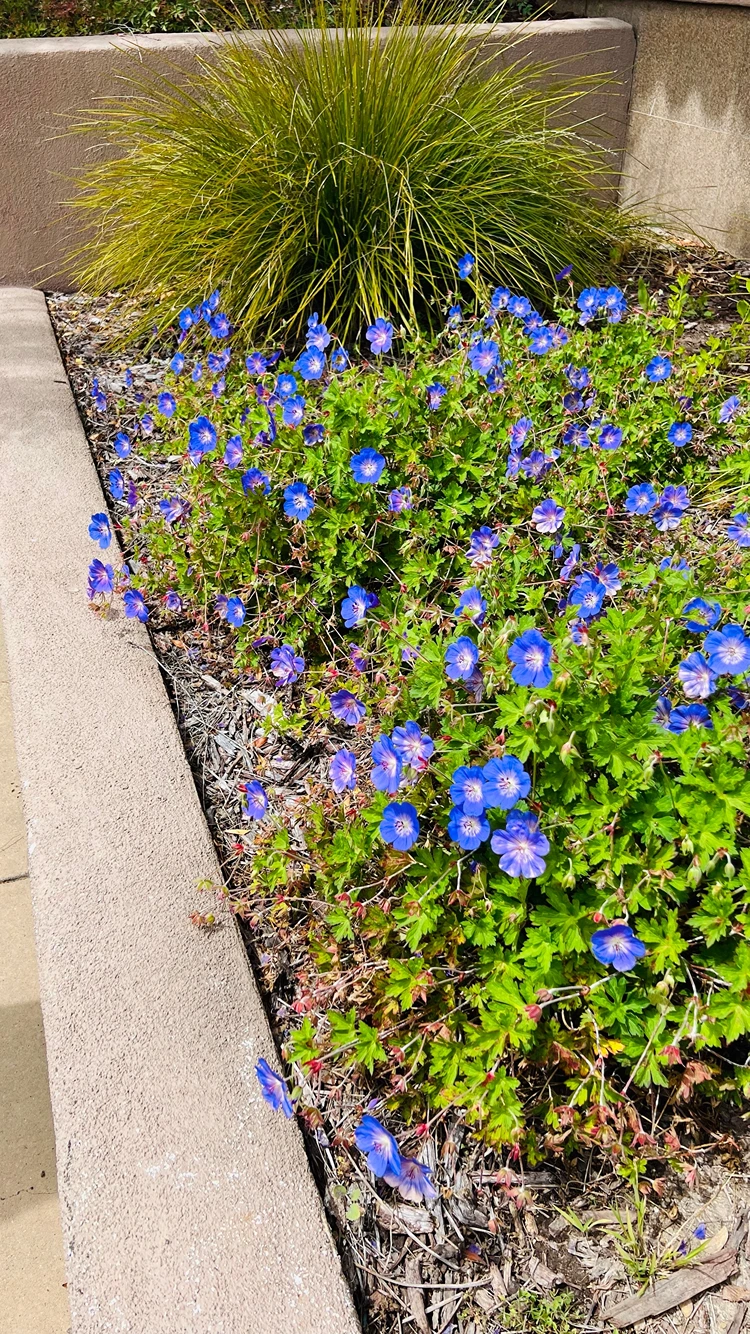 geranium rozanne kombinieren mit ziergräsern