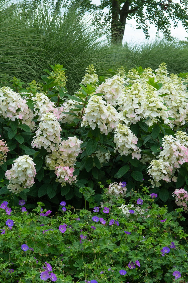geranium rozanne mit blütensträuchern hortensien