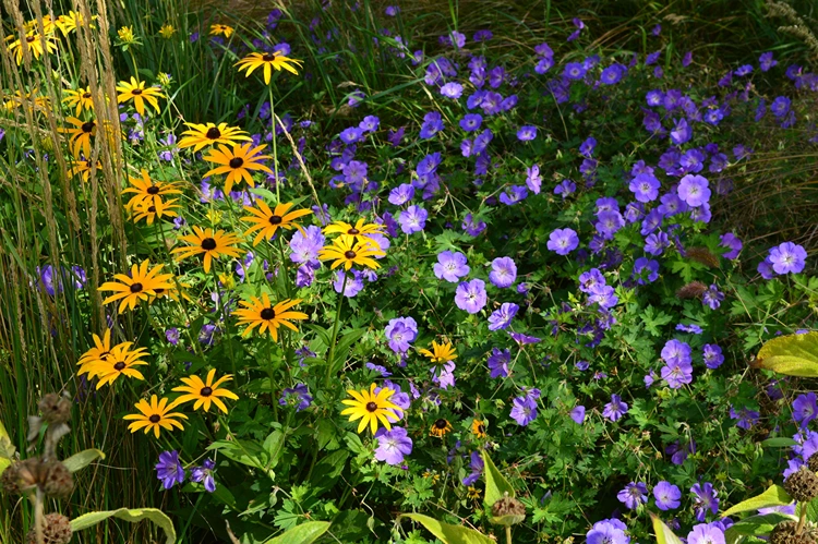 geranium rozanne mit mit gelben sonnenhüten rudbeckia