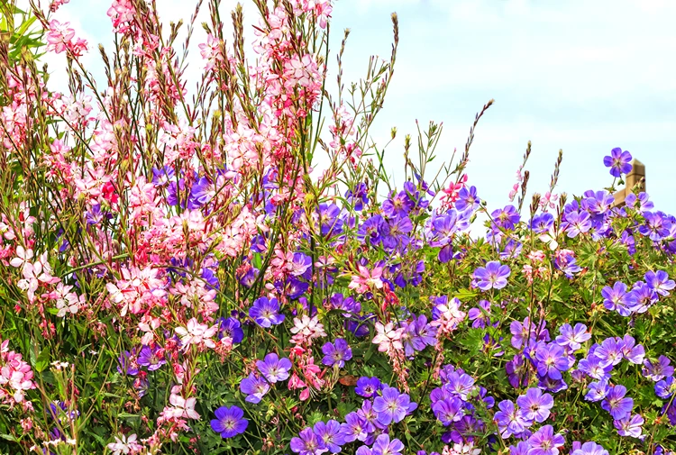 geranium rozanne mit rosa prachtkerze