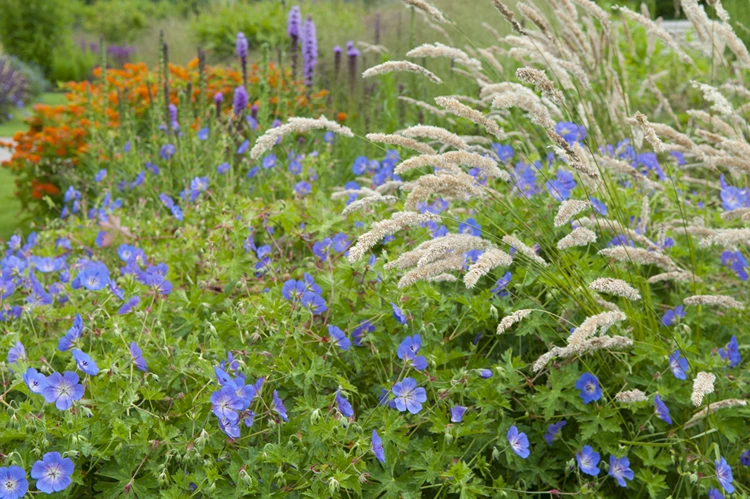 geranium rozanne mit ziergräsern kombinieren
