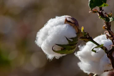 Giza Baumwolle Vorteile im Vergleich