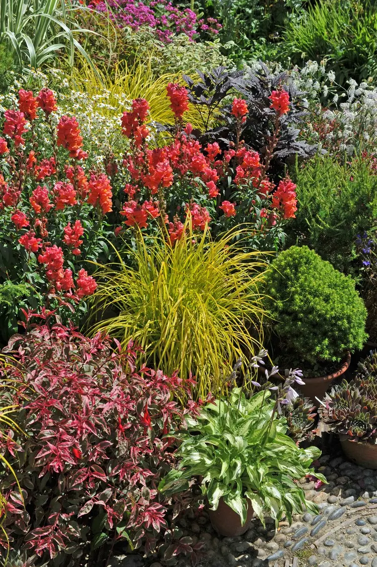 Goldsegge (Carex elata) wird goldgelb und kommt im Schatten besonders gut zur Geltung