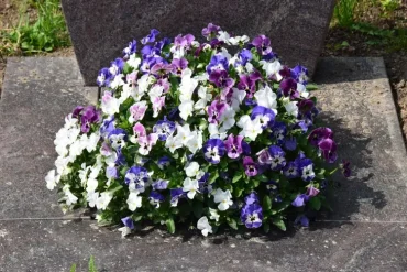 Grab für eine Urne buschig bepflanzen in Lila-Violett-Weiß