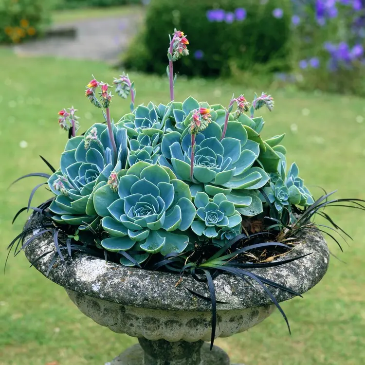 Gräser für Kübel im Schatten - Schattengras (Ophiopogon planiscapus) besitzt eine fast schwarze Farbe