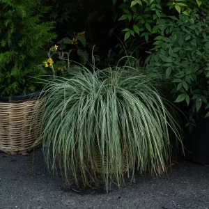 Gräser für Kübel im Schatten - Seggen, Bärenfellgras und Blaugras für Balkon und Terrasse