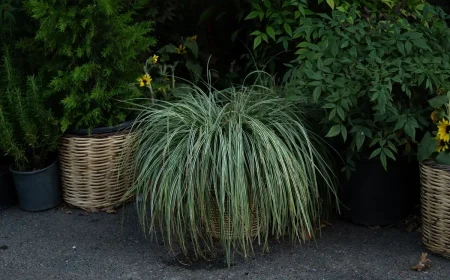 Gräser für Kübel im Schatten - Seggen, Bärenfellgras und Blaugras für Balkon und Terrasse
