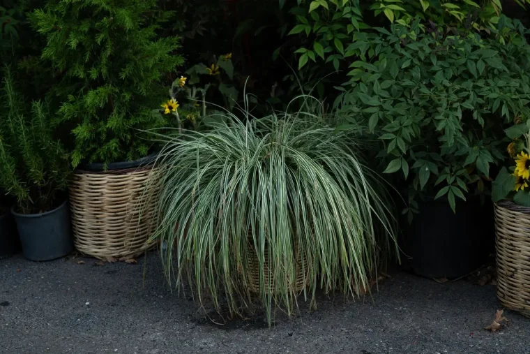 Gräser für Kübel im Schatten - Seggen, Bärenfellgras und Blaugras für Balkon und Terrasse