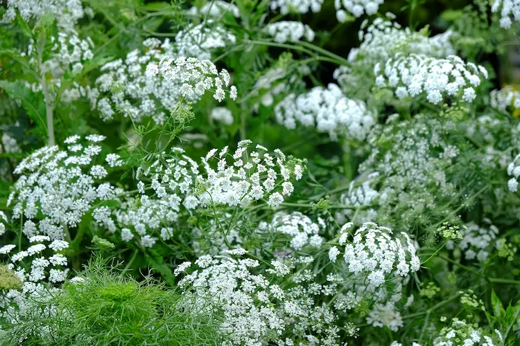 große Knorpelmöhre im Bauerngarten aussäen im Herbst