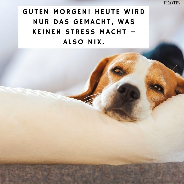 guten morgen sonntag bilder kostenlos für whatsapp lustig