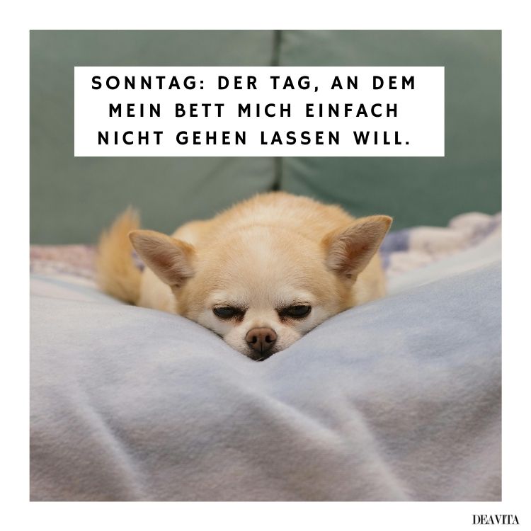 guten morgen sonntag lustig kostenlos bilder für whatsapp