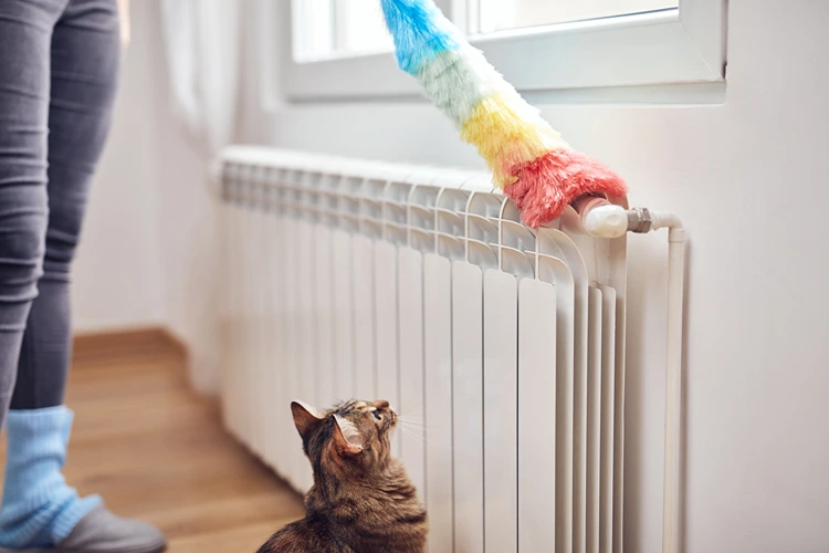 heizkörper reinigen im herbst – katze beobachtet beim staubwischen