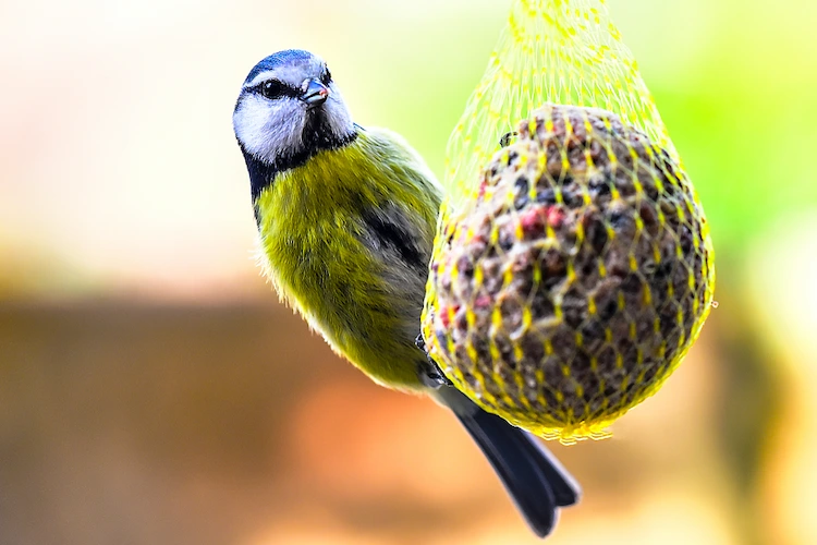 Herbst Vögel füttern Kohlmeisen Tipps