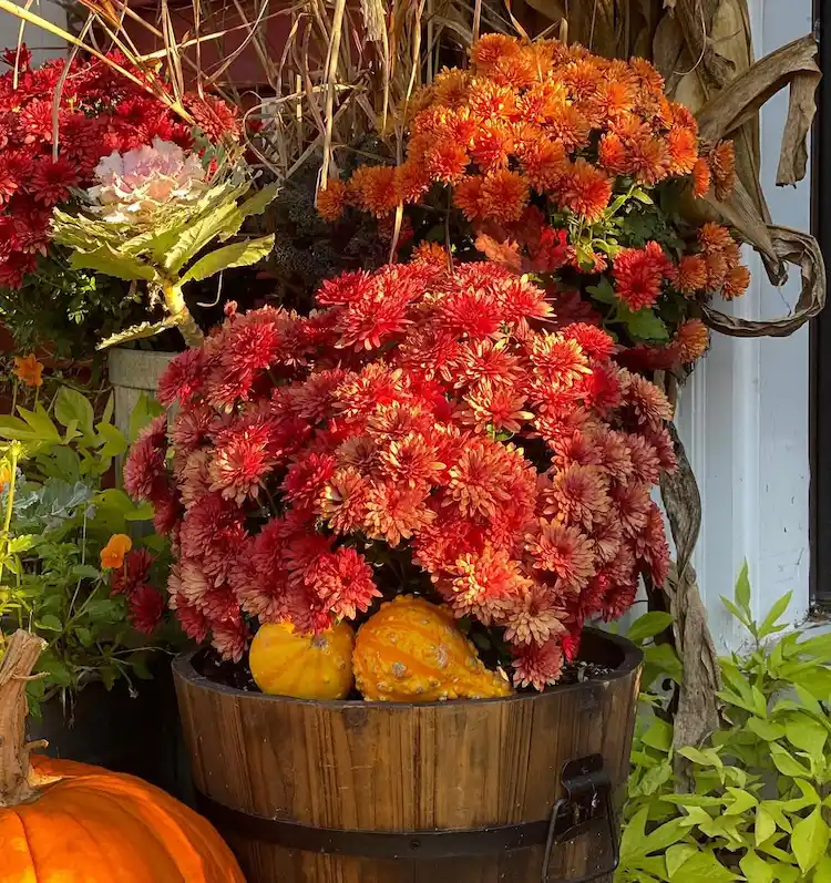 Herbstblumen mit Bronze Farbe Chrysanthemen Sorten