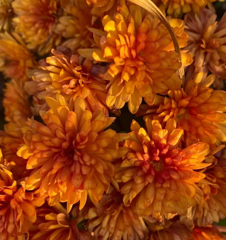 Herbstchrysanthemen in Bronze Farbe mit Orangem Unterton