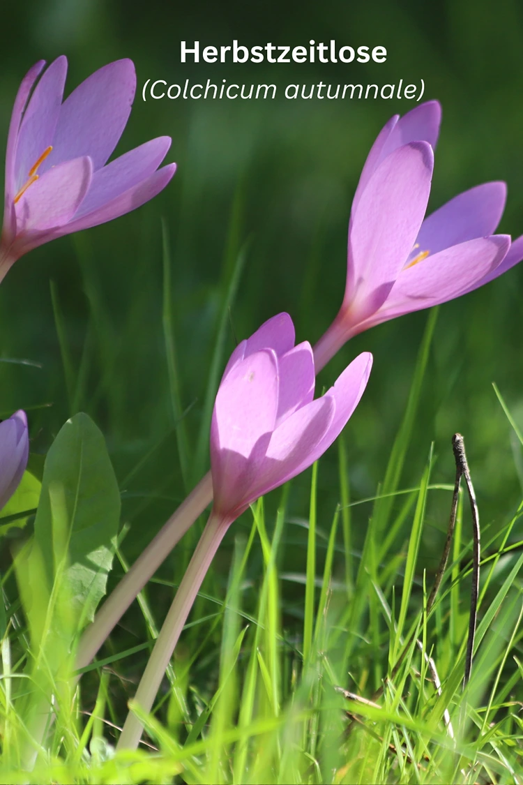 herbstzeitlose (colchicum autumnale) – die giftige doppelgängerin