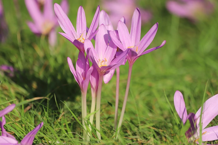 herbstzeitlose in einer wiese – hübsch, aber gefährlich