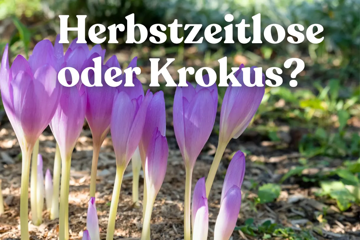 herbstzeitlose krokus unterschied erkennen