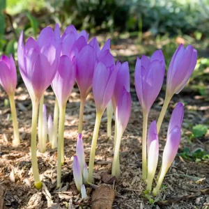 herbstzeitlose mit rosa blüten im herbst