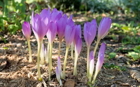 herbstzeitlose mit rosa blüten im herbst