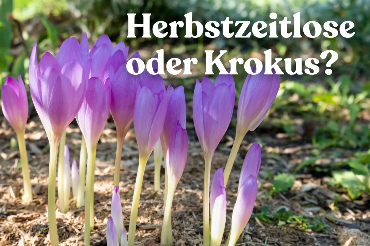 herbstzeitlose oder krokus? so erkennen sie den unterschied