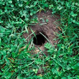 hintergrund mit einem maulloch im boden, der mit gras bedeckt ist