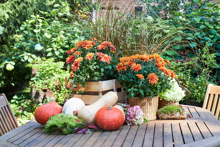 holztisch im garten mit herbstlichen blumen und kürbissen