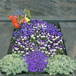 Ideen für pflegeleichte Grabbepflanzung mit Stiefmütterchen im Herbst und Frühling