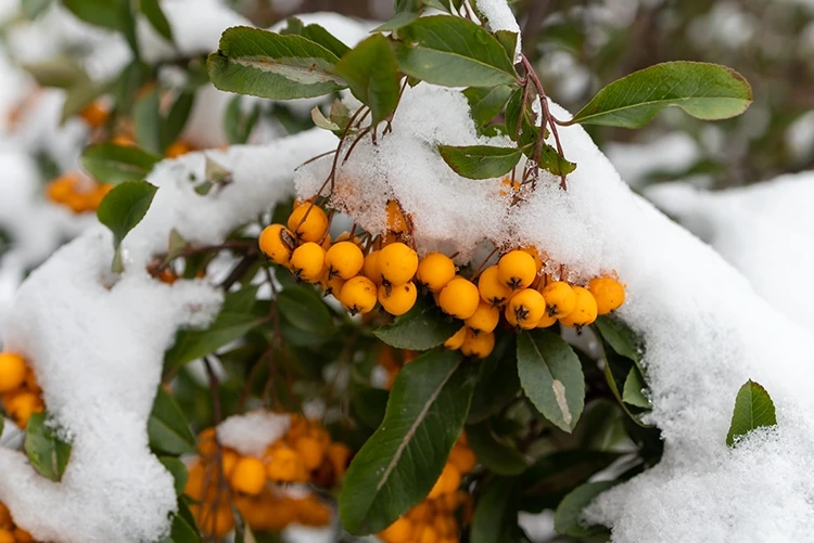 Im Herbst erscheinen orangerote Beeren, die auch im Winter noch schmücken