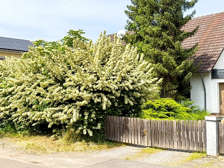 Ist der Feuerdorn als Hecke pflegeleicht oder pflegeintensiv
