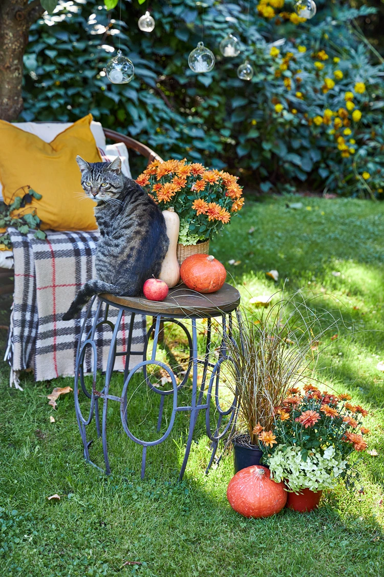 katze auf herbstlich dekoriertem tisch mit kürbis, chrysanthemen und apfel
