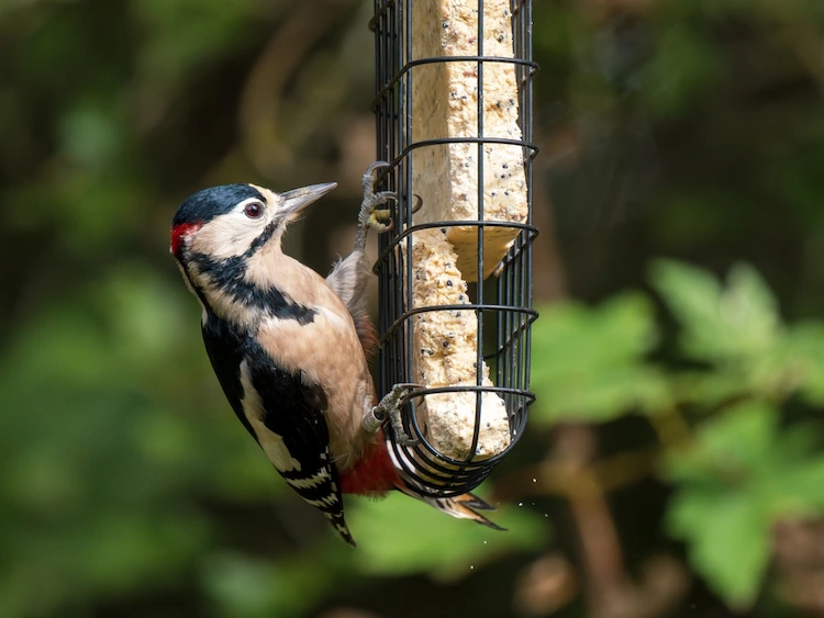 Körnermix für Spechte selbst herstellen Anleitung