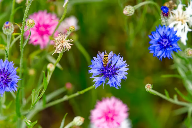 Kornblume im heimischen Garten pflanzen