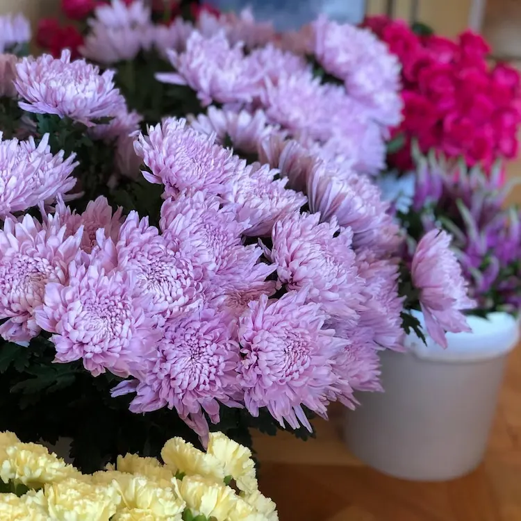 Lavendel Farbe für Chrysanthemen Sorten im Überblick