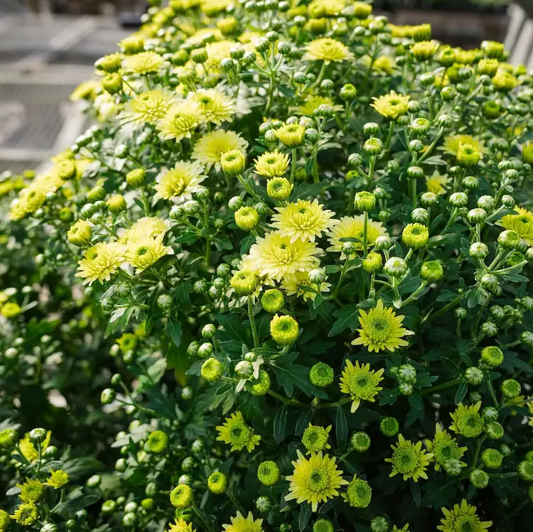 Limettengrüne Chrysanthemen Sorten - Key Lime