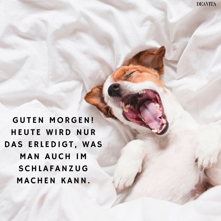 lustig frech guten morgen sonntag bilder