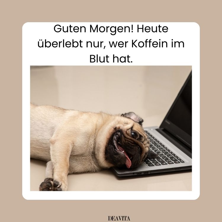 lustige bilder für montag morgen