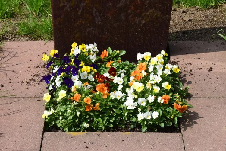 Mit Veilchen kombinieren für ein buntes Blumenarrangement auf dem Urnengrab