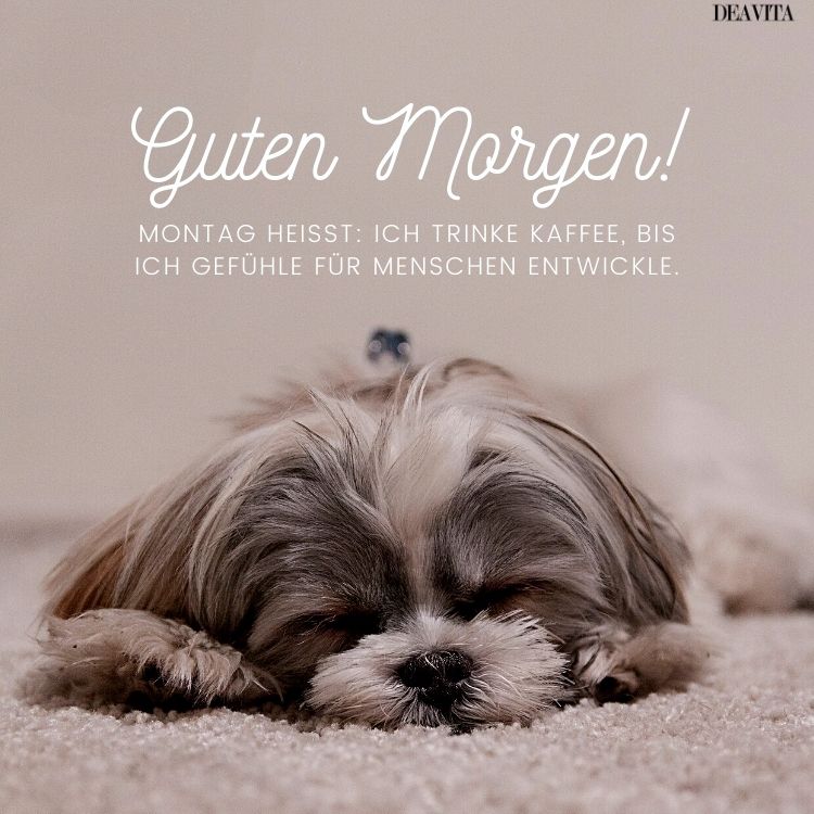 montag morgen lustige bilder zum herunterladen