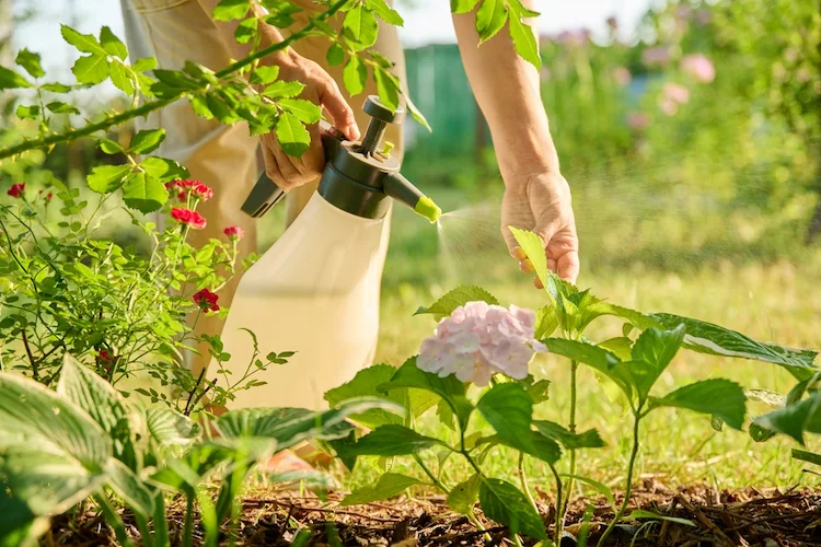 Pflanzenblätter besprühen abends besser als am Tag 