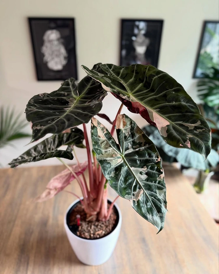 Pink Dragon hat selten Flecken auf den Blättern, sondern eher rosa Stängel