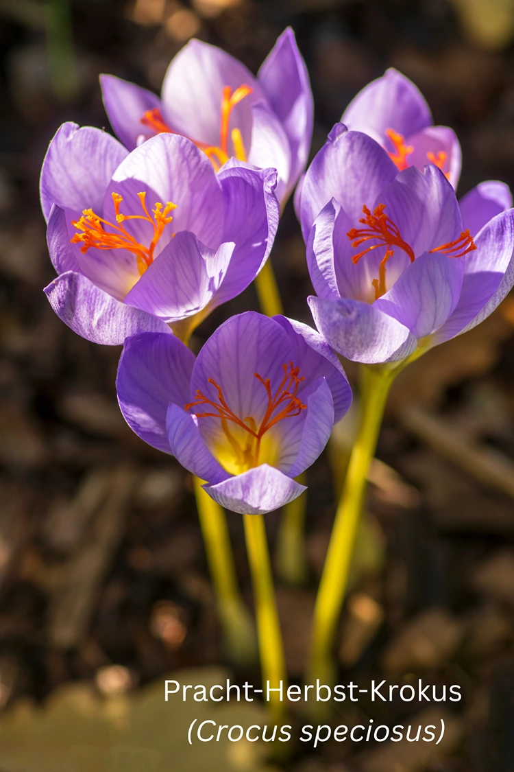 pracht herbst krokus (crocus speciosus) in voller blüte