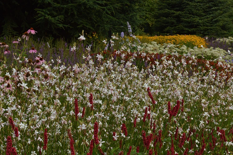 prachtkerze gaura lindheimeri blütenmeer