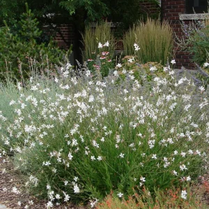 prachtkerze gaura lindheimeri weiß im blumenbeet