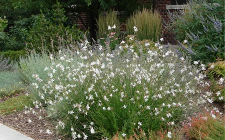 prachtkerze gaura lindheimeri weiß im blumenbeet