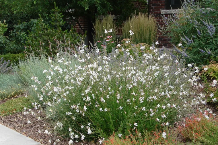 prachtkerze gaura lindheimeri weiß im blumenbeet