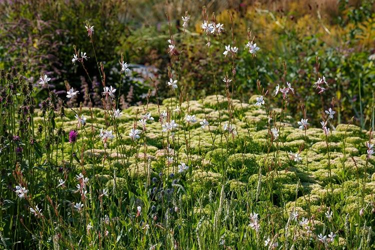 prachtkerze gaura lindheimeri weiße blüten