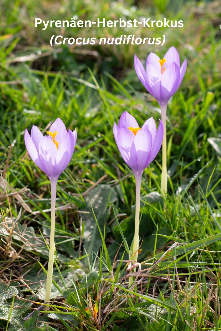 pyrenäen herbst krokus (crocus nudiflorus) auf einer wiese