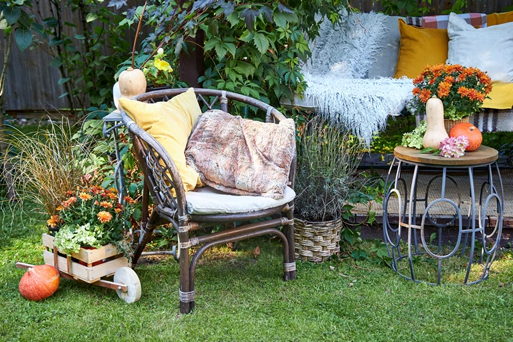 rattansessel mit kissen und kleinem wagen voller chrysanthemen